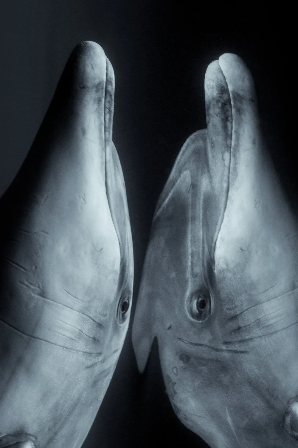 Black-and-white close-up of a bottlenose dolphin facing its own reflection, the symmetry highlighting its expressive eye and the smooth contours of its rostrum