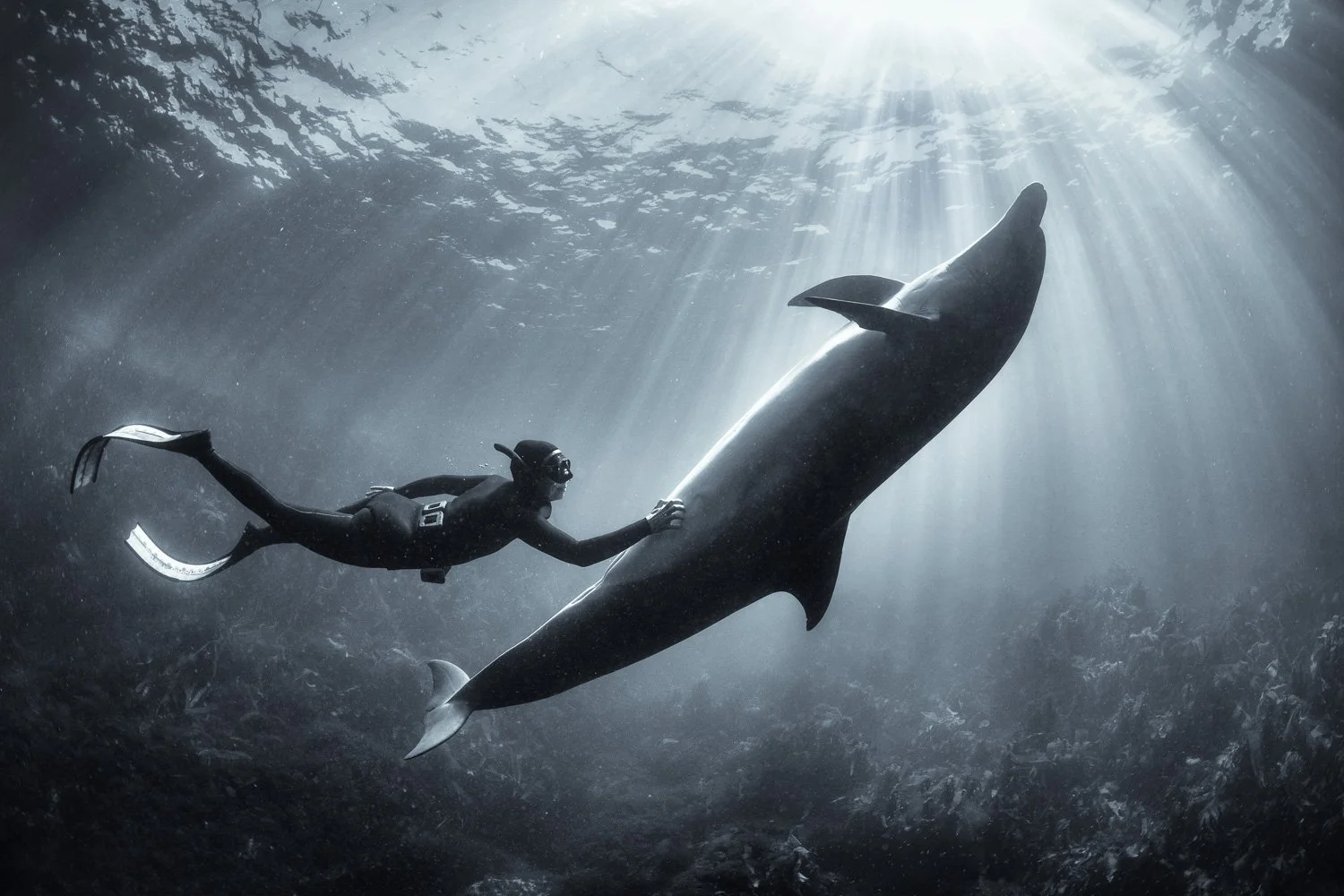 kate-hamsikova-freedive-wild-dolphin.jpg