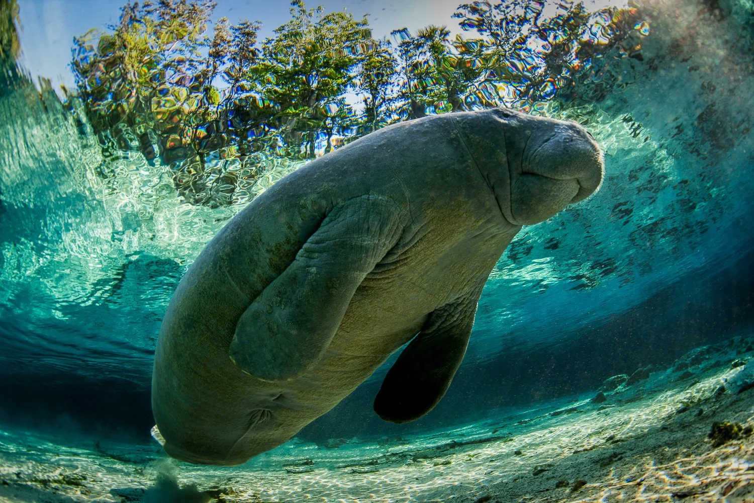 manatee-crystal-spring-water-florida.jpg