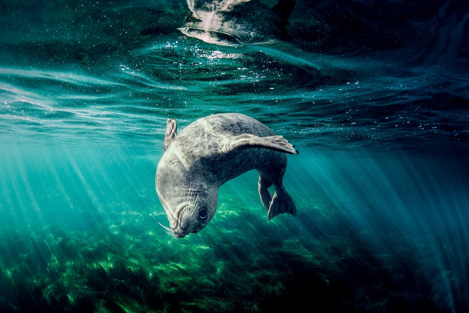 curious-harbour-seal-california-la-jolla.jpg
