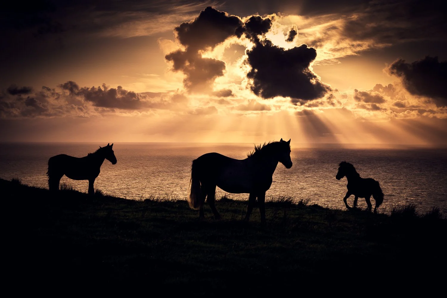 connemara-ponny-sunset-wild-sky-ireland.jpg
