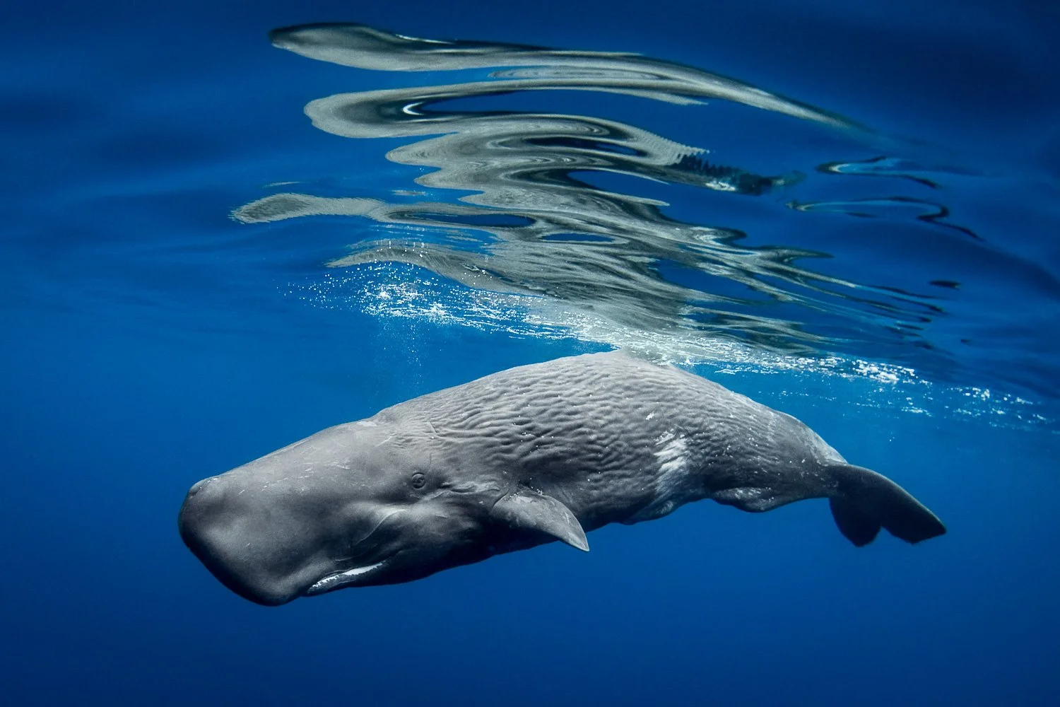 sperm-whale-young-azores.jpg