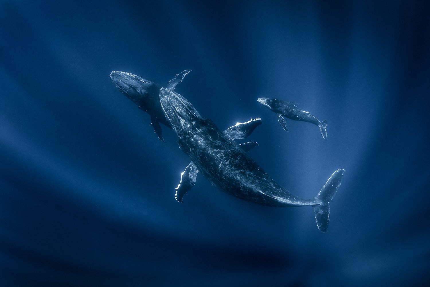 humpback-whale-mother-calf-deep-blue.jpg
