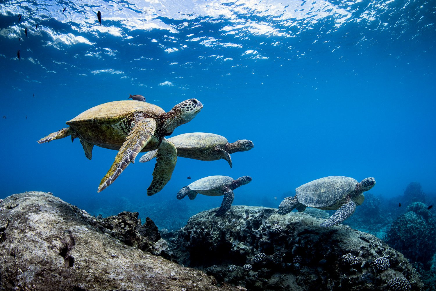 green-turtles-hawaii.jpg