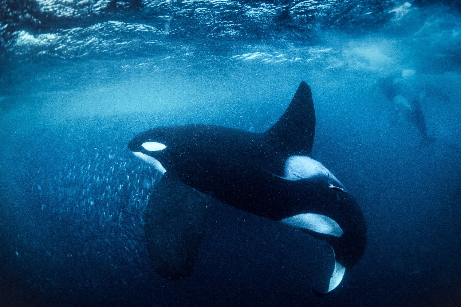 massive-pectoral-fin-orca-male-arctic.jpg