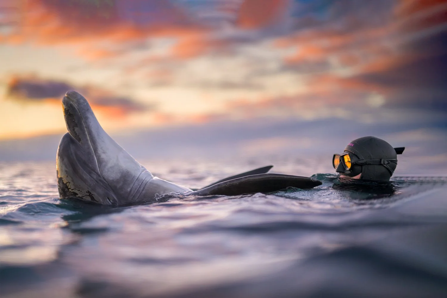 A peaceful sunset moment showing a solitary bottlenose dolphin Dusty and free diver floating in calm Atlantic water off western Ireland