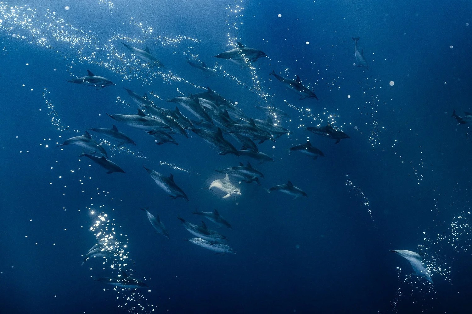 atlantic-spotted-dolphins-social-underwater-azores.jpg