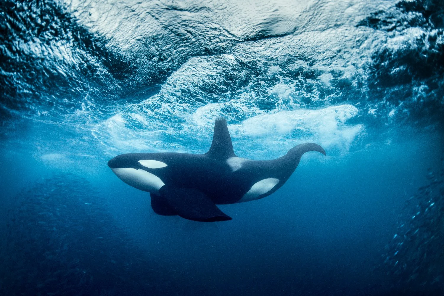 underwater-picture-of-orca-travel-speed-arctic.jpg