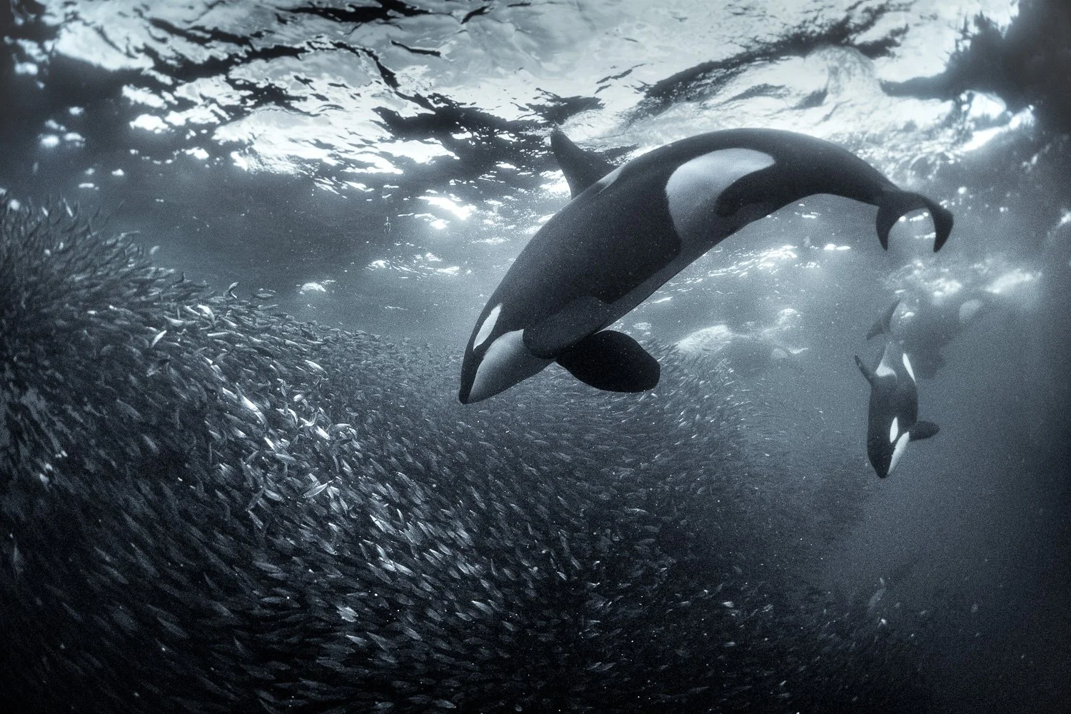 orcas-feeding-near-bait-ball.jpg
