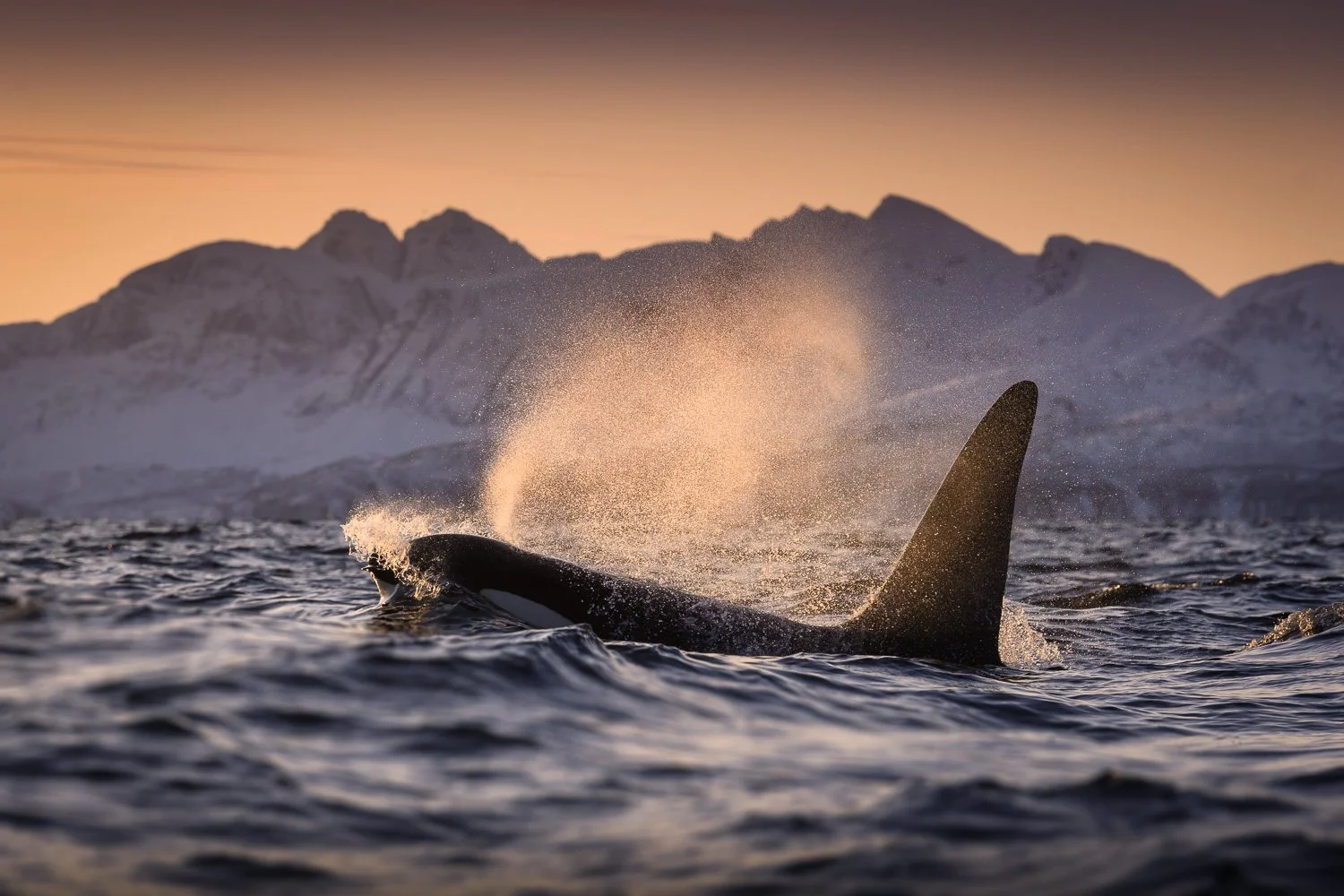 sunset-blow-orca-surface-norway.jpg