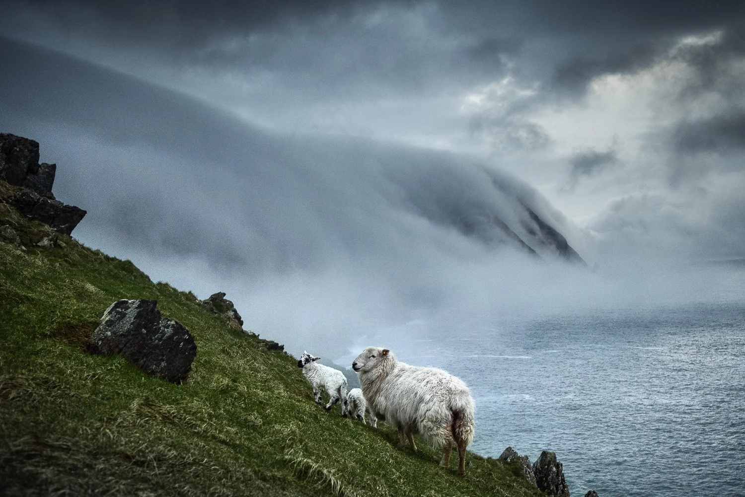 blasket-island-fog-sheep-atlantic-coast-ireland.jpg