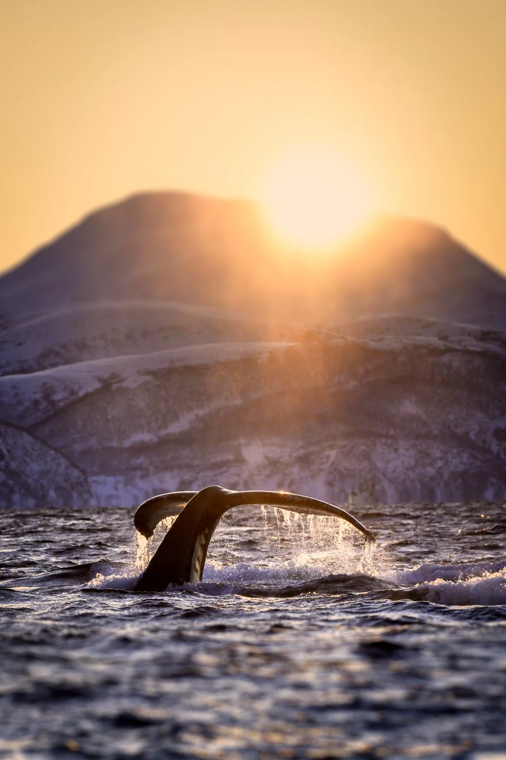 sunset-dive-whale-tail.jpg