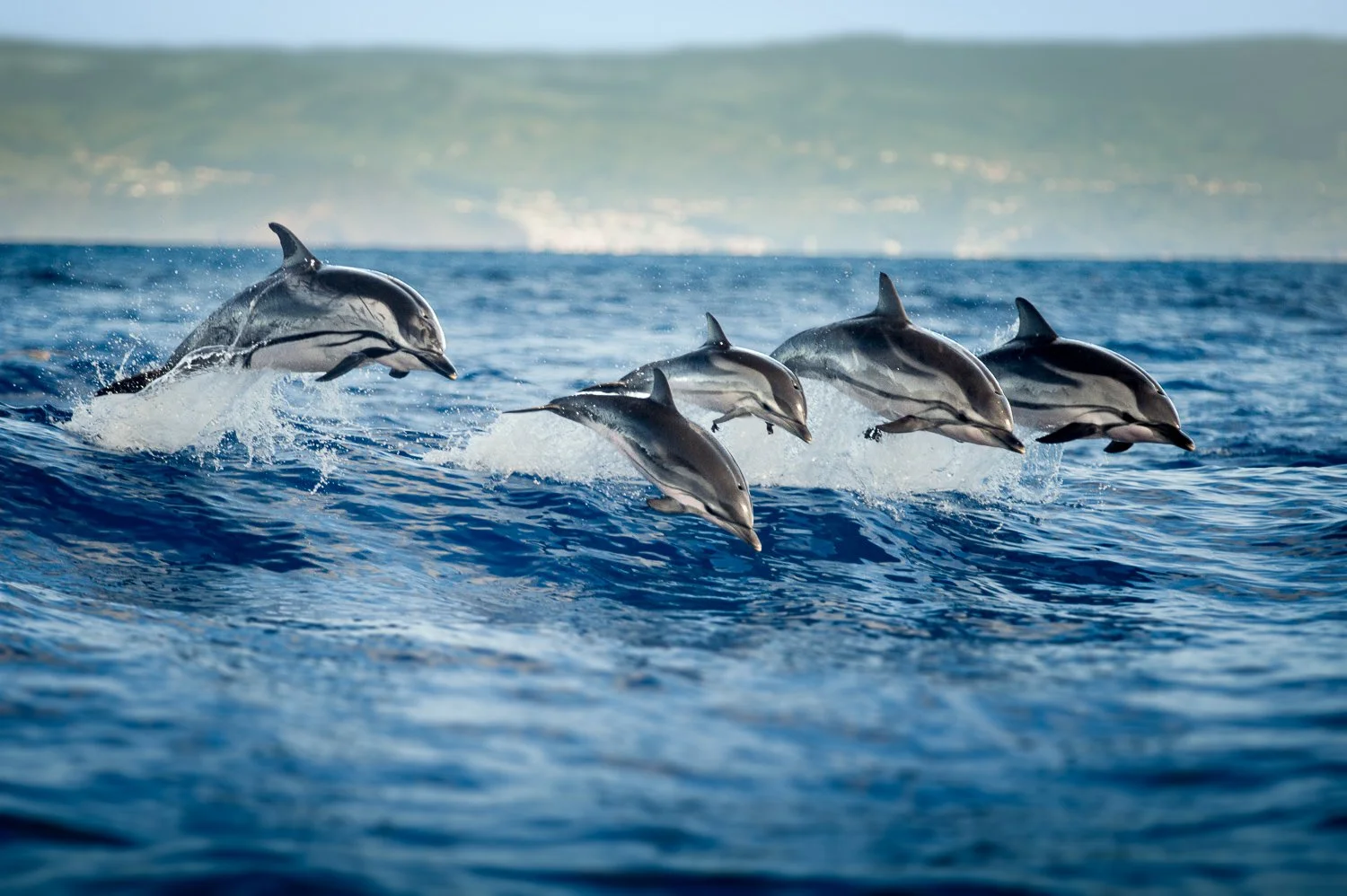 stripe-dolphins-synchronize-jump-azores-pico.jpg