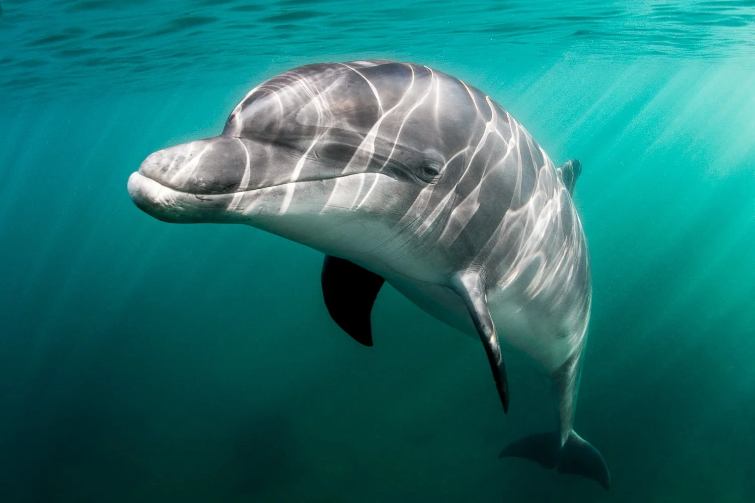 Underwater portrait of a bottlenose dolphin drifting through emerald-green Atlantic water, its body illuminated by shimmering sunlight patterns