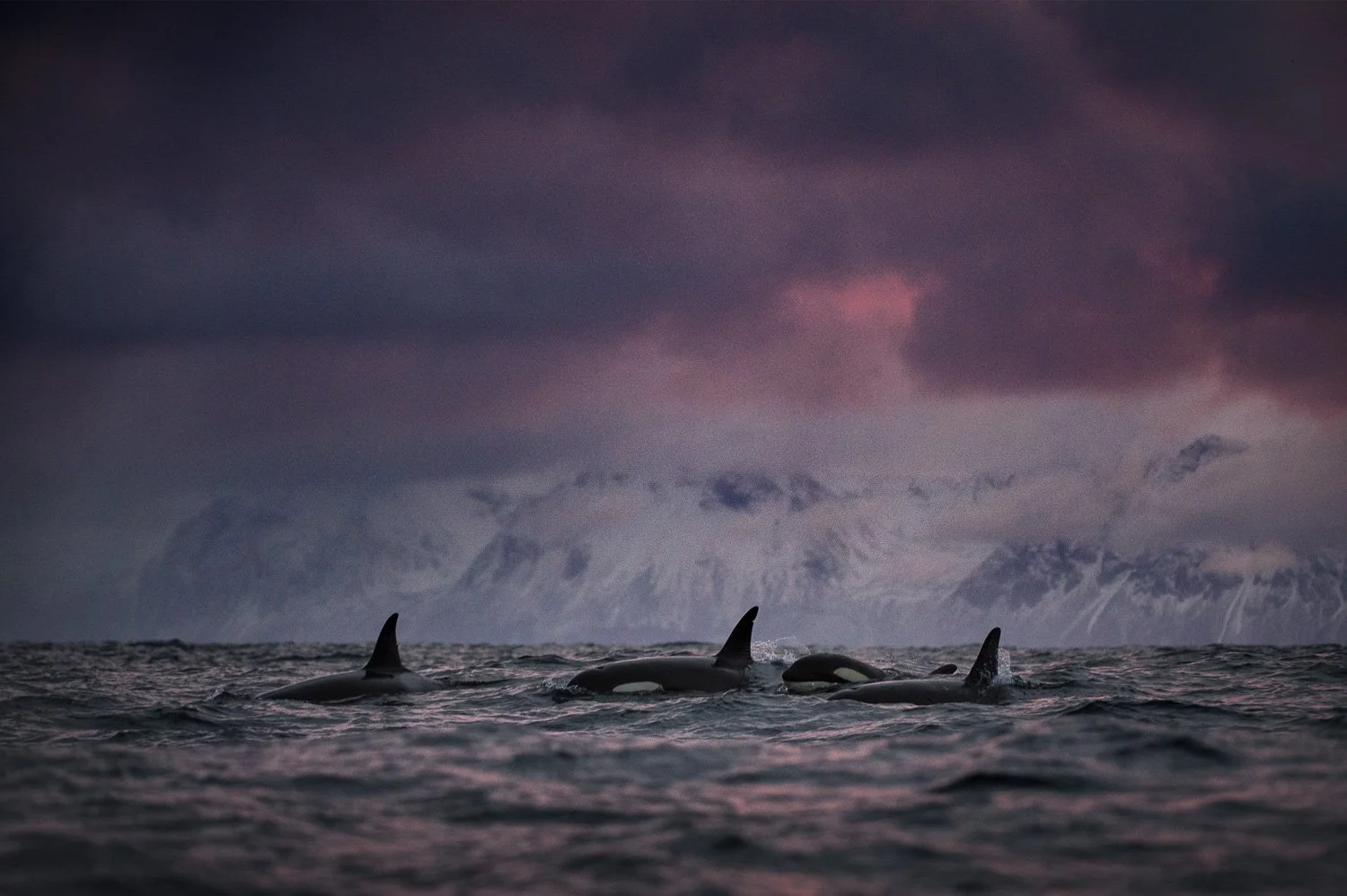 travelling-orcas-fjord-moody-mountain.jpg