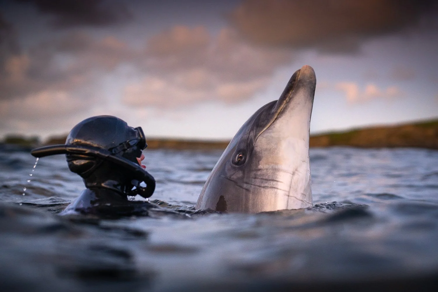 Surface-level shot of a solitary bottlenose dolphin rising calmly beside a free diver at sunset, the warm evening light reflecting off the Atlantic water along Ireland’s west coast
