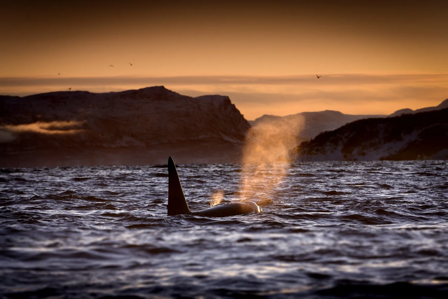 orca-blow-sunset-light.jpg