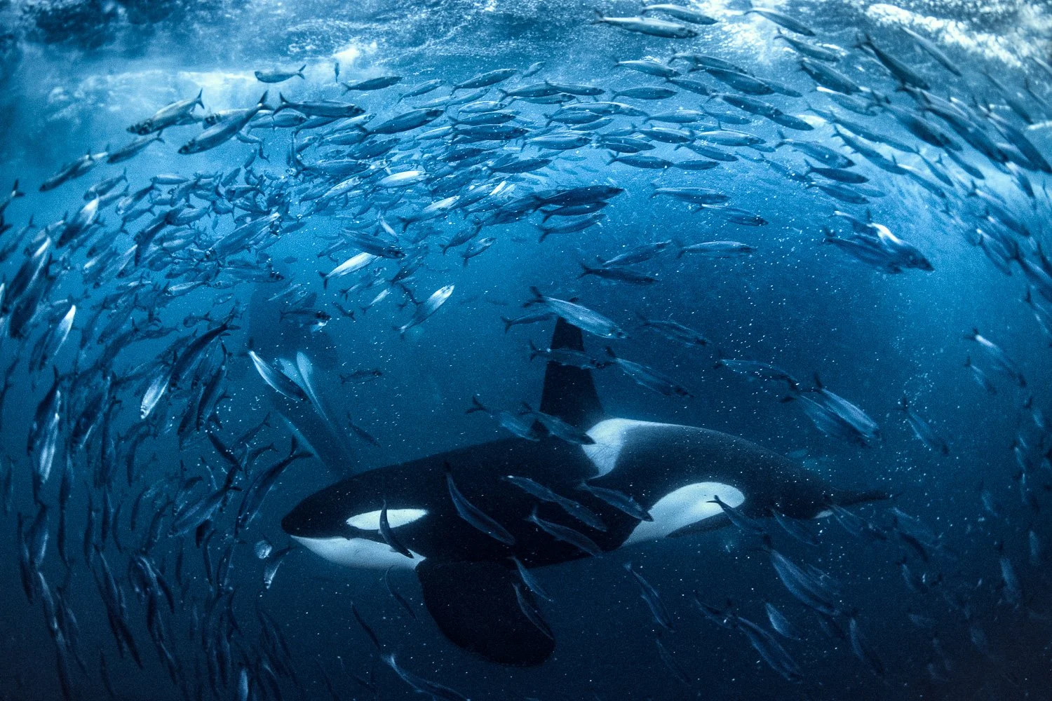 herring-run-hunt-orcas-underwater-norway.jpg