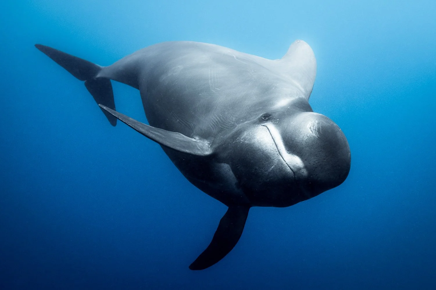 pilot-whale-eye-contact-close-up-canary-islands.jpg