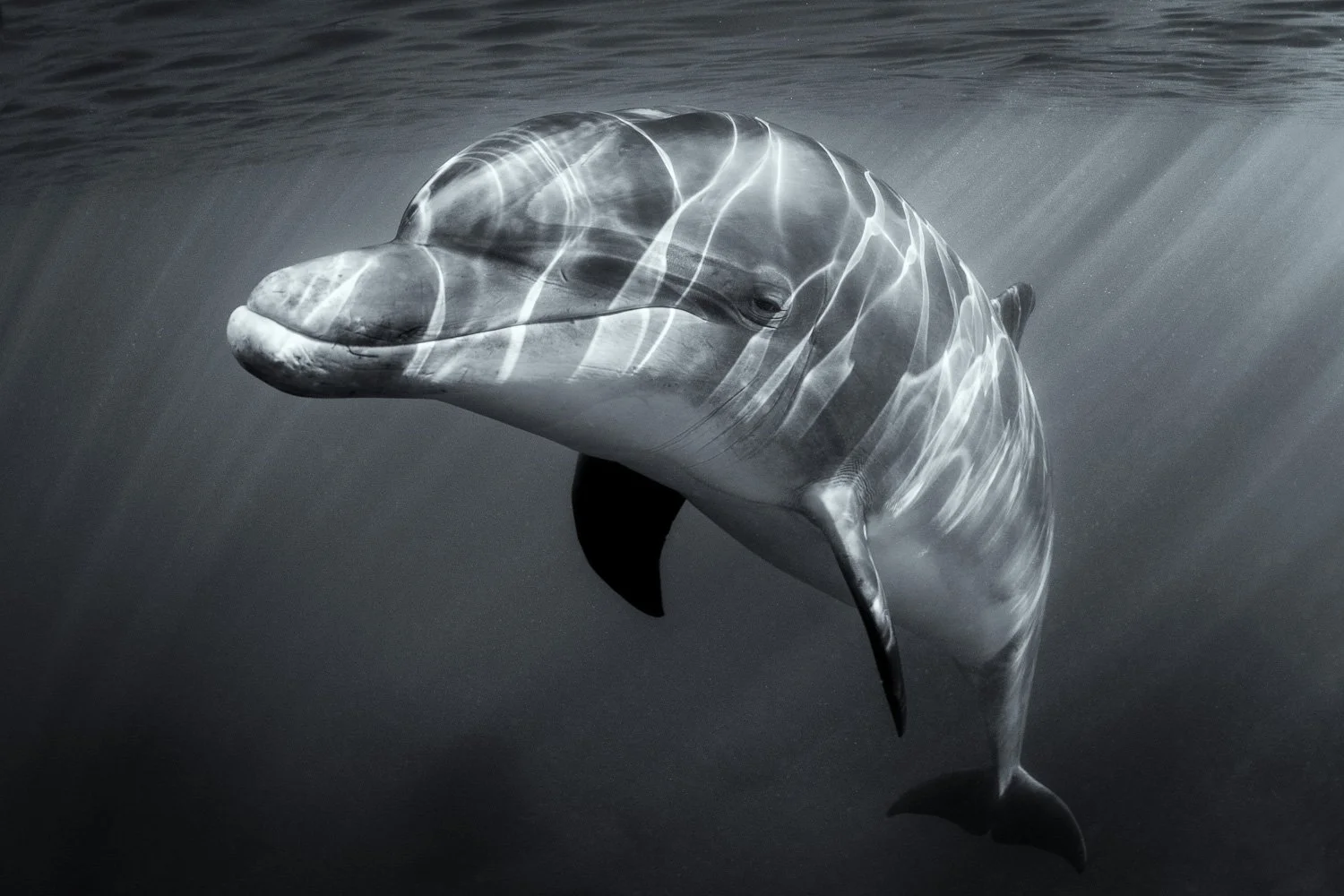 bottlenose-dolphin-underwater-portrait.jpg