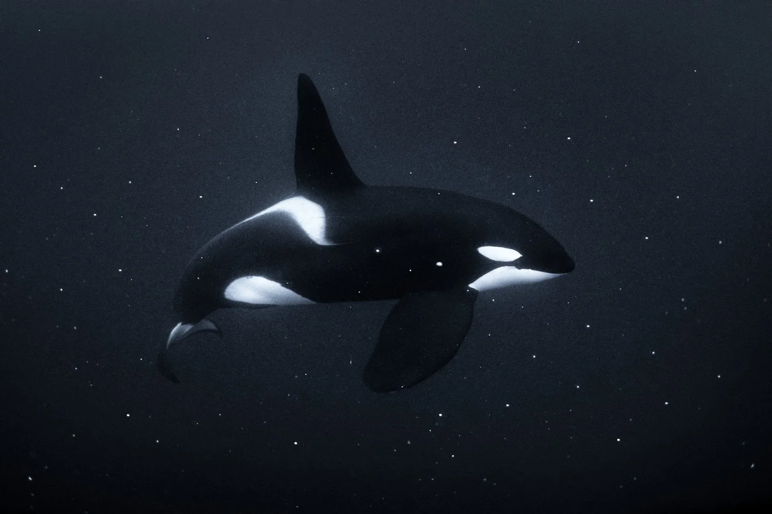 space-orca-swim-fish-scale-black-and-white-art-print.jpg