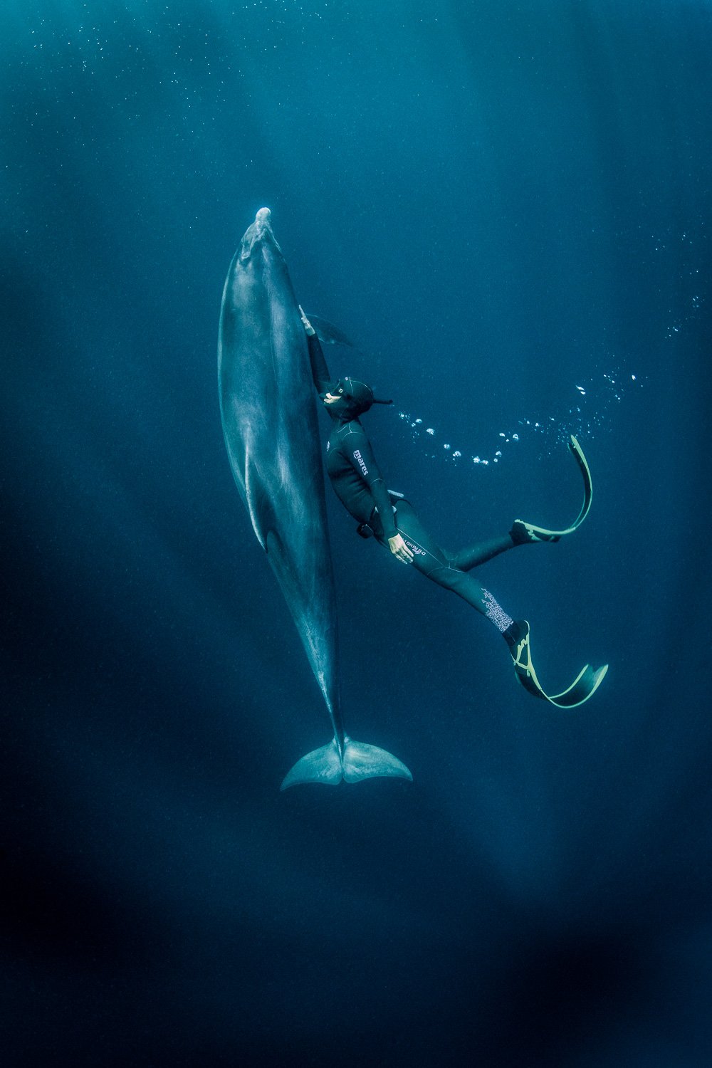 A solitary bottlenose dolphin gliding beside a free diver in the clear Atlantic waters off the west coast of Ireland, captured in a serene moment of trust and connection