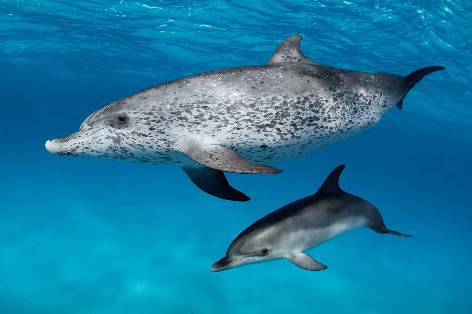 atlantic-spotted-dolphins-mother-baby-bahamas.jpg