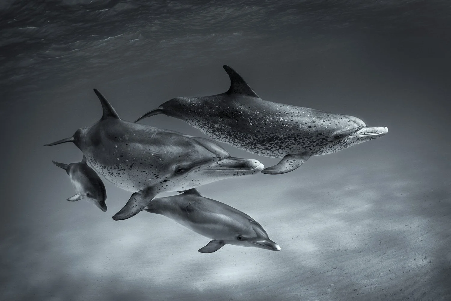 spotted-dolphin-family-underwater.jpg
