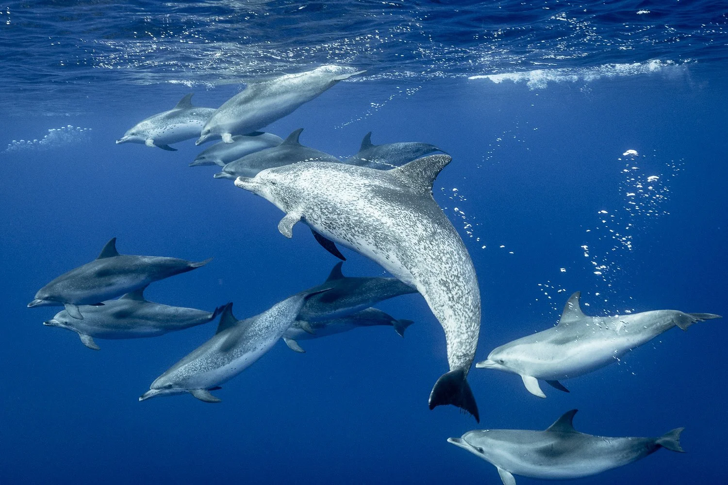 atlantic-spotted-dolphins-pod-underwater.jpg