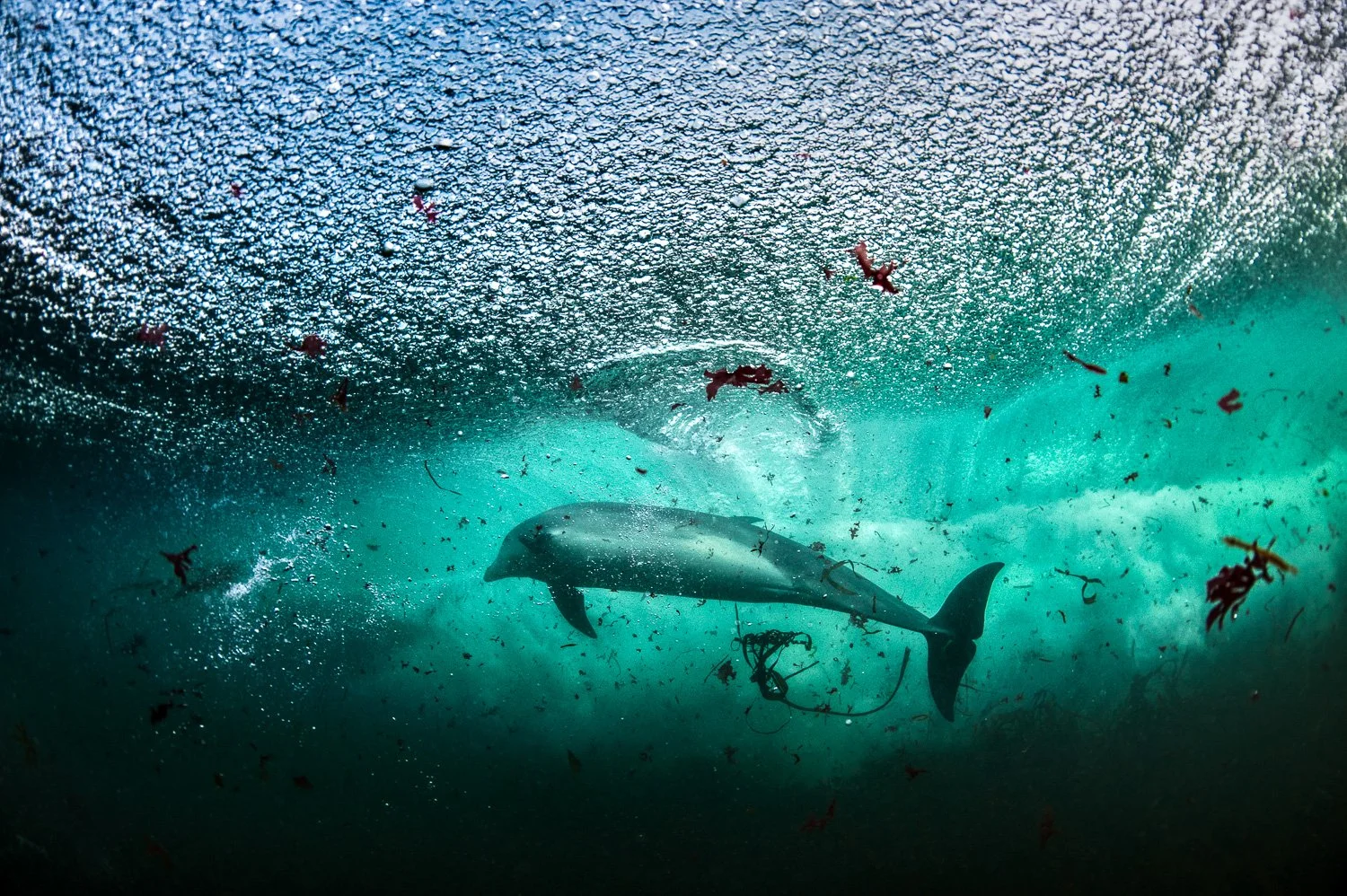 A lone dolphin surfing the pressure zone beneath a breaking wave in Ireland’s Atlantic, viewed from below in crystal emerald-green clarity