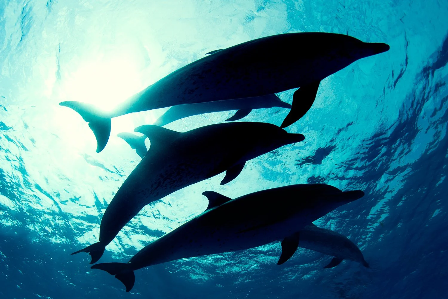 dolphin-silhouettes-sunlight-ocean-surface.jpg