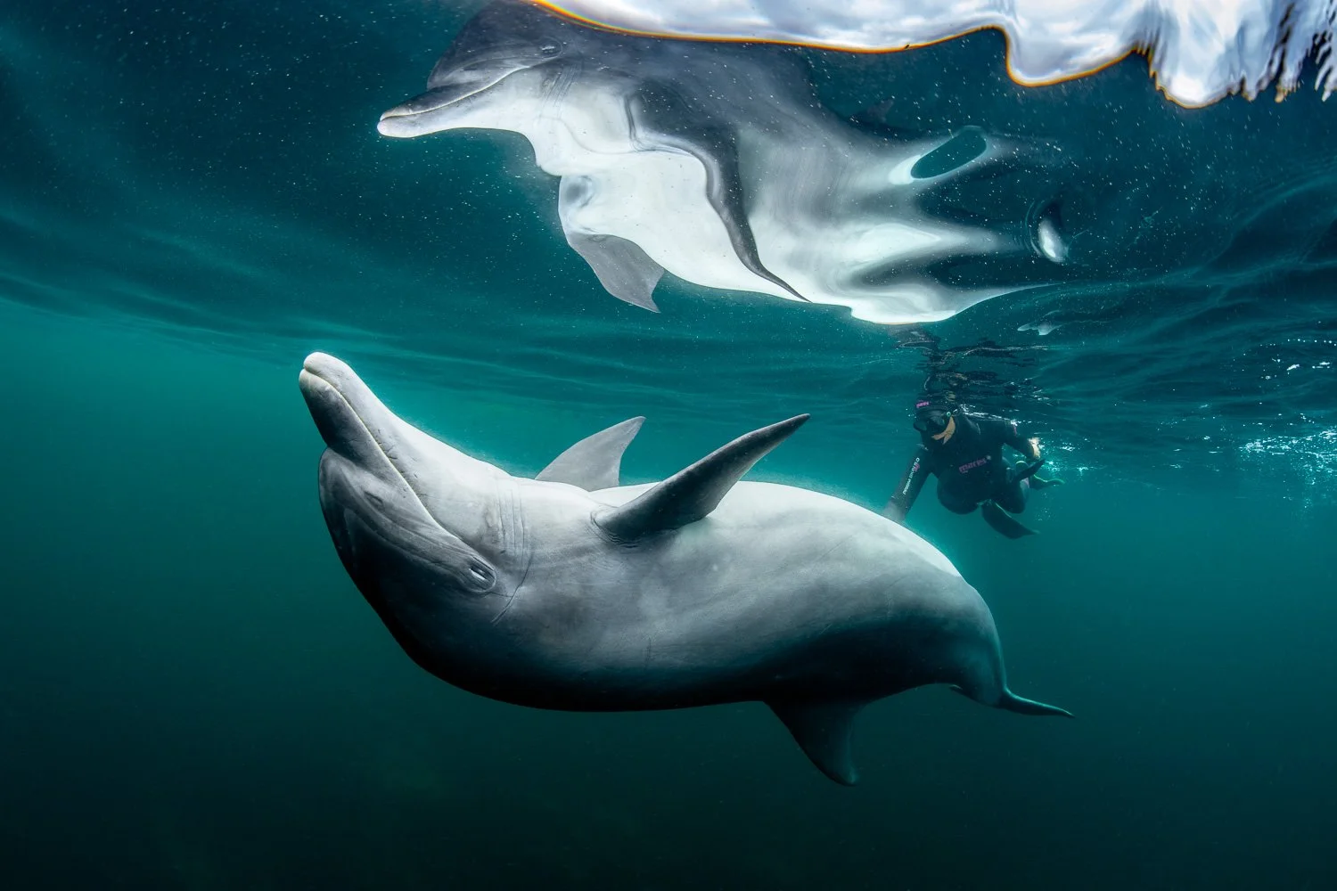 bottlenose-dolphin-free-diver-underwater-reflection-ireland.jpg