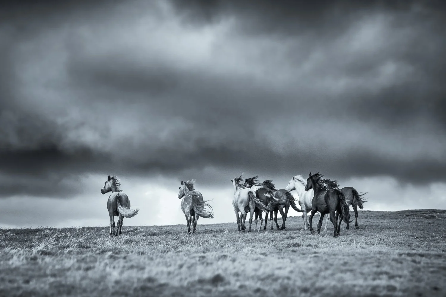 wild-horses-art-ireland.jpg