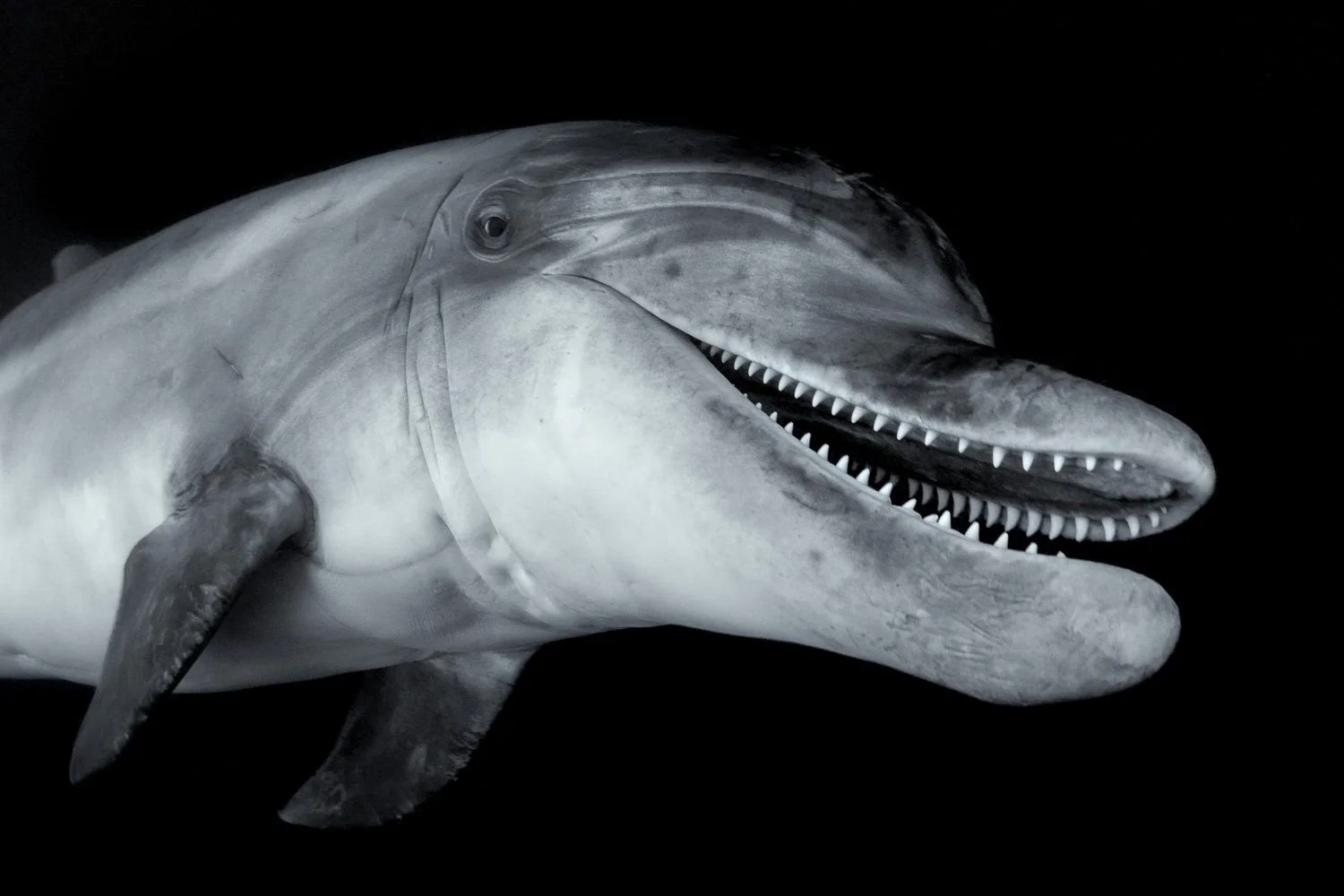 bottle-nose-dolphin-portrait-teeth-underwater.jpg