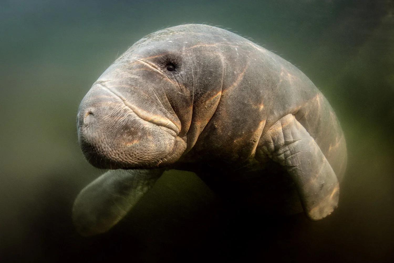 manatee-in-murky-water-florida.jpg