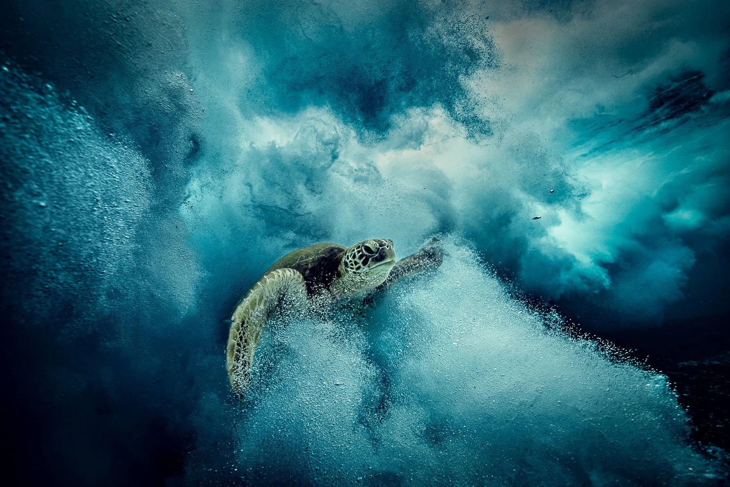 green-turtle-coming-out-from-underwater-cloud-wave.jpg
