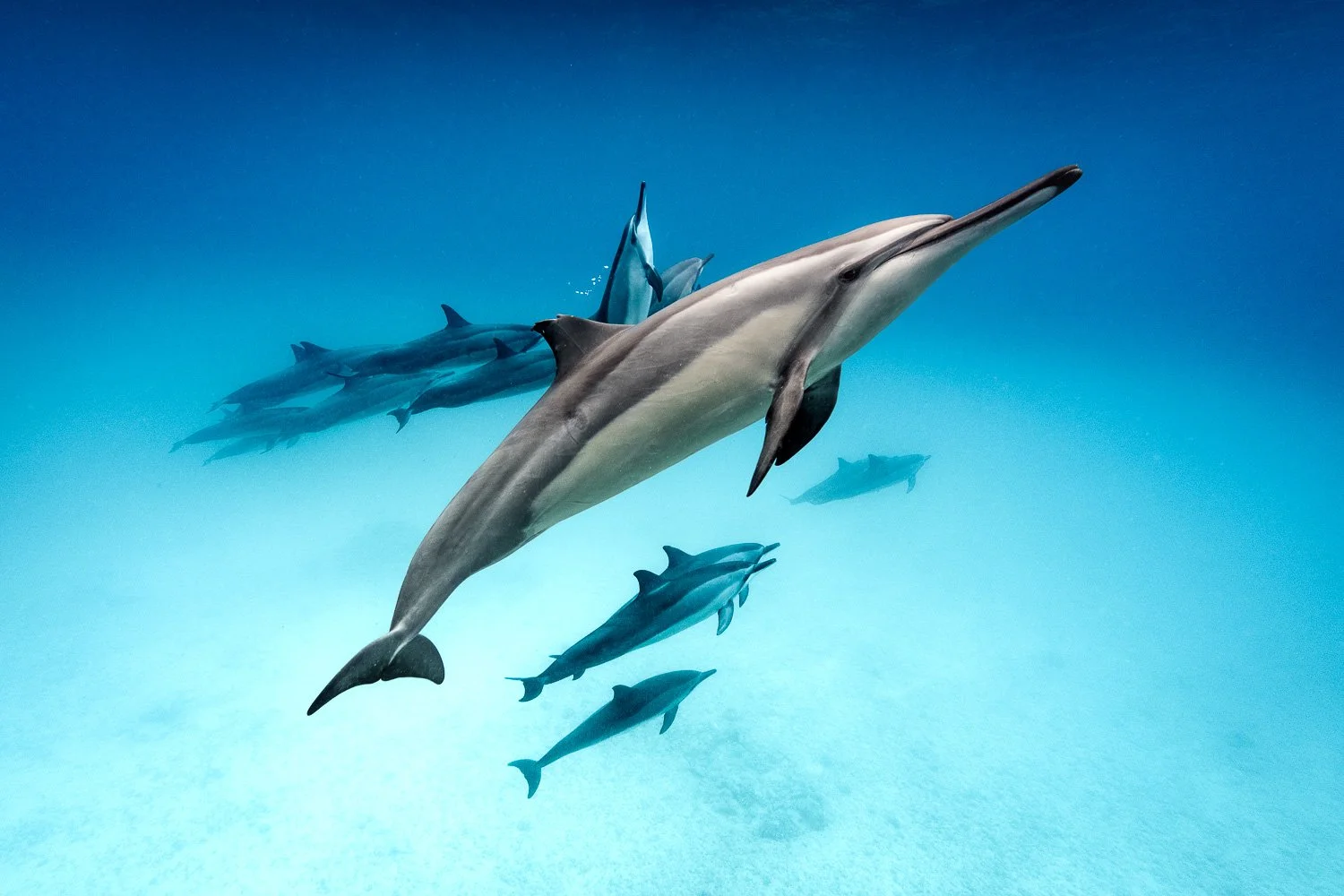 spinner-dolphins-pod-hawaii.jpg
