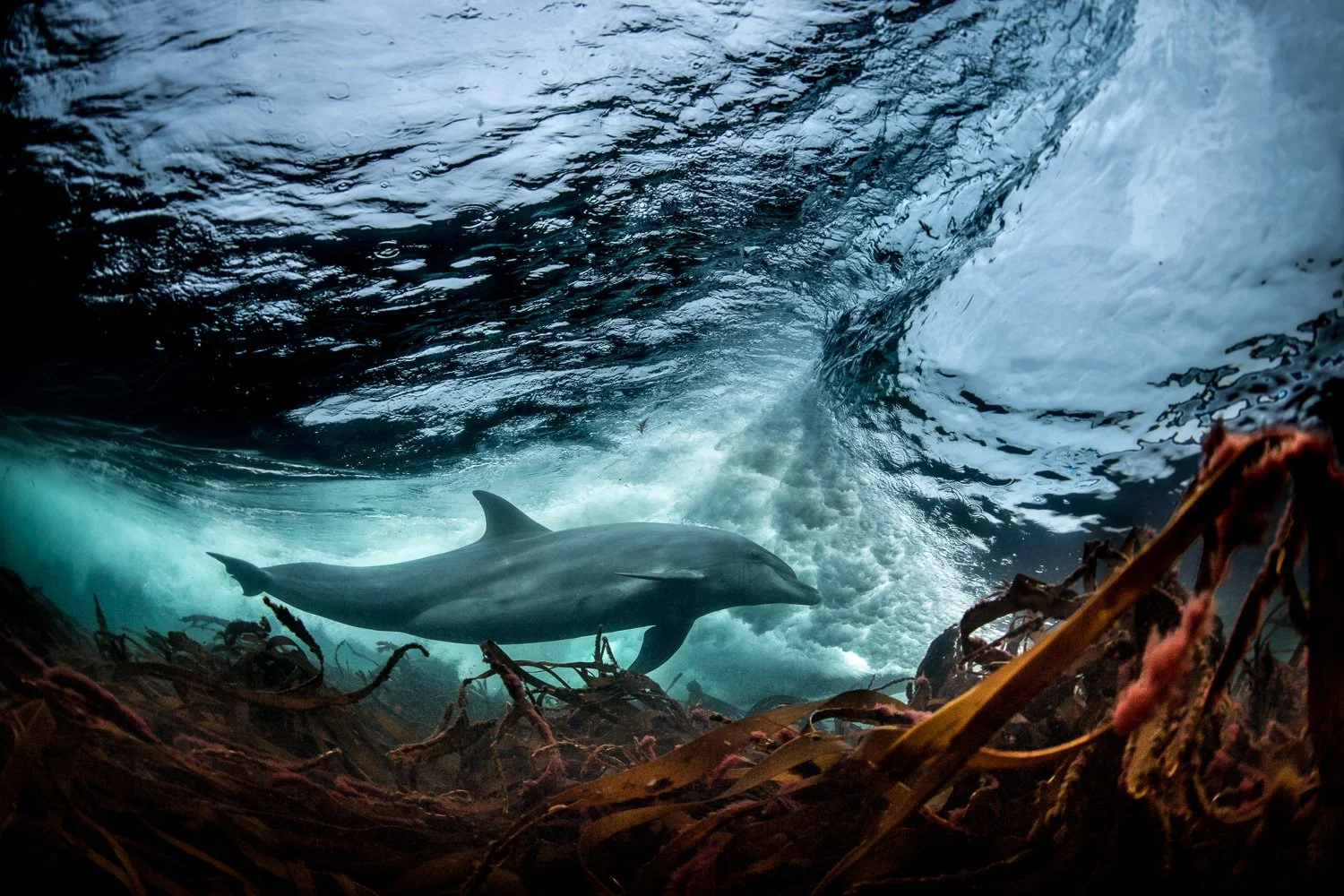 Underwater view of a bottlenose dolphin surfing a rolling Atlantic wave, framed by emerald-green water off the west coast of Ireland