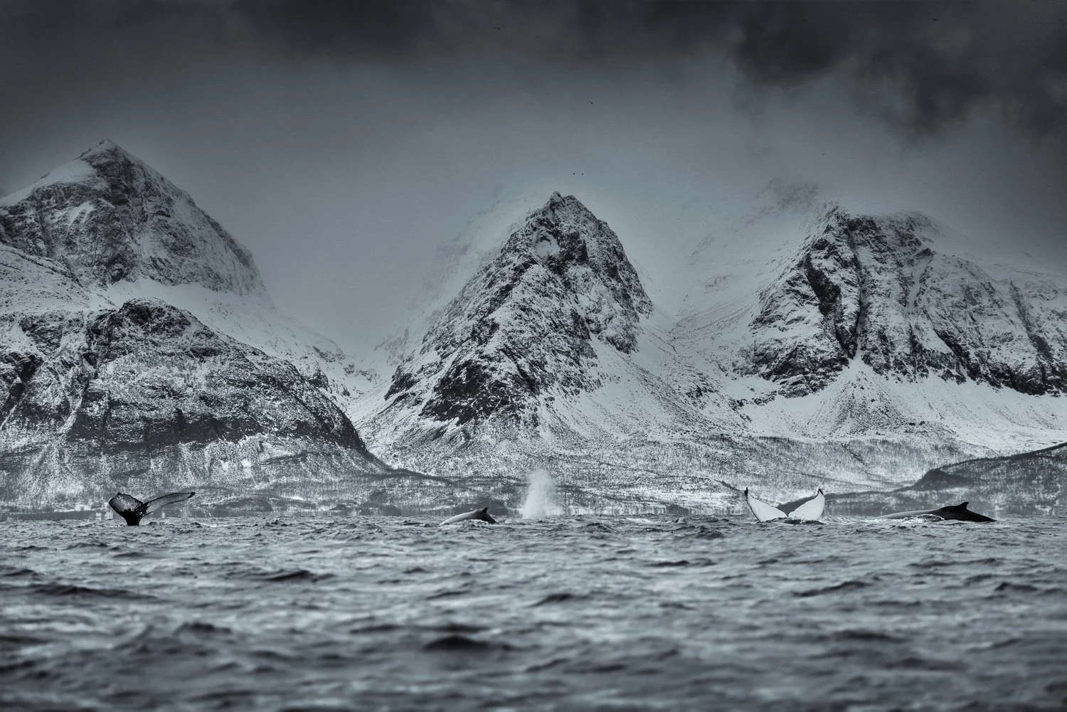 snow-mountain-whales-fluke.jpg