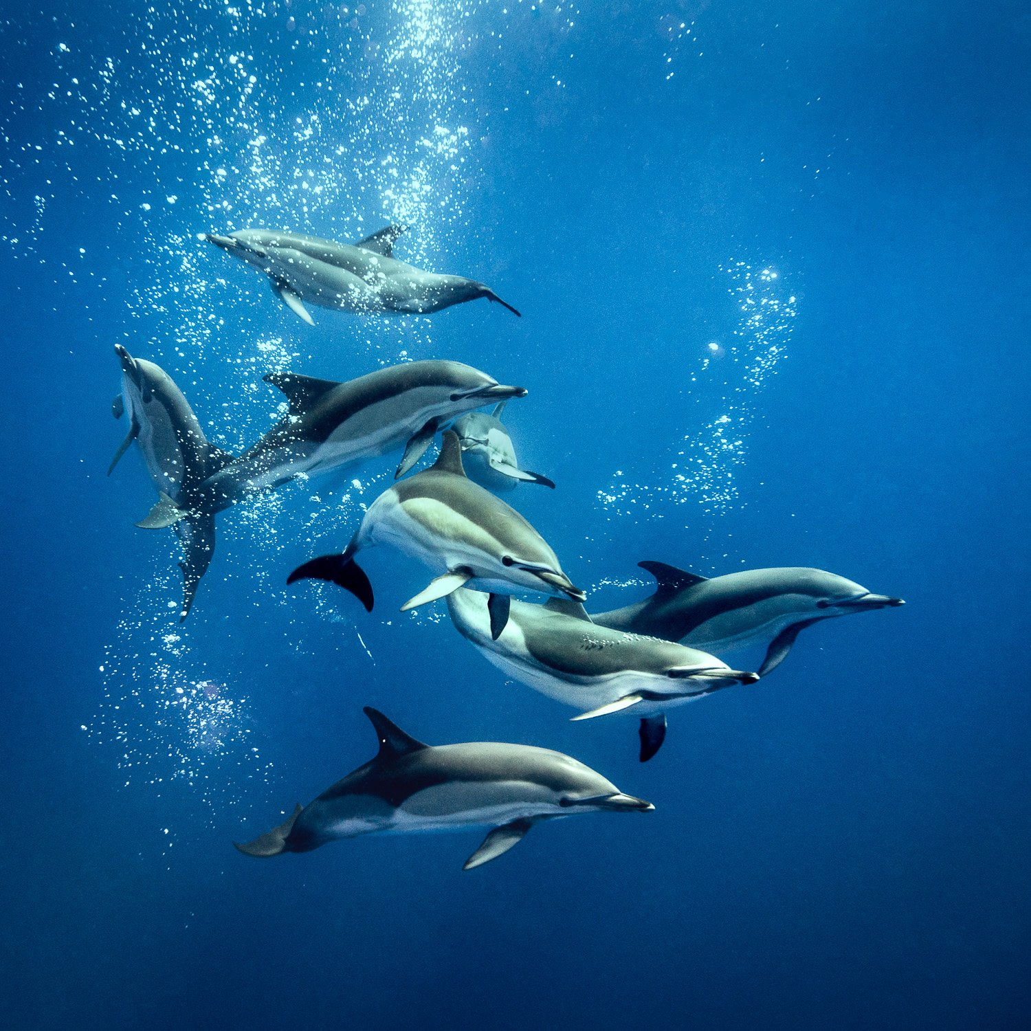 stripe-dolphins-social-deep-blue-water-azores.jpg