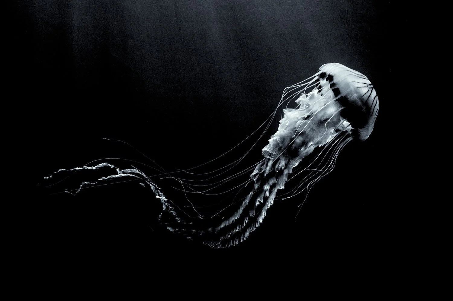 A glowing compass jellyfish with long, flowing tentacles swimming in dark ocean water.