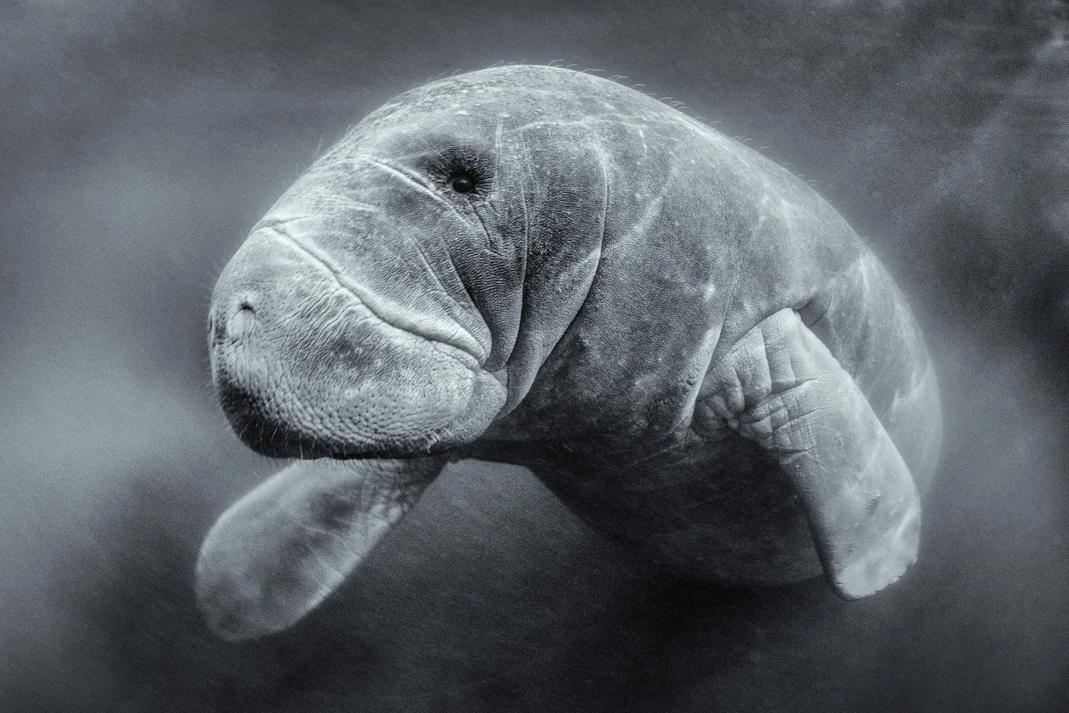 manatee-underwater-fine-art-portrait.jpg