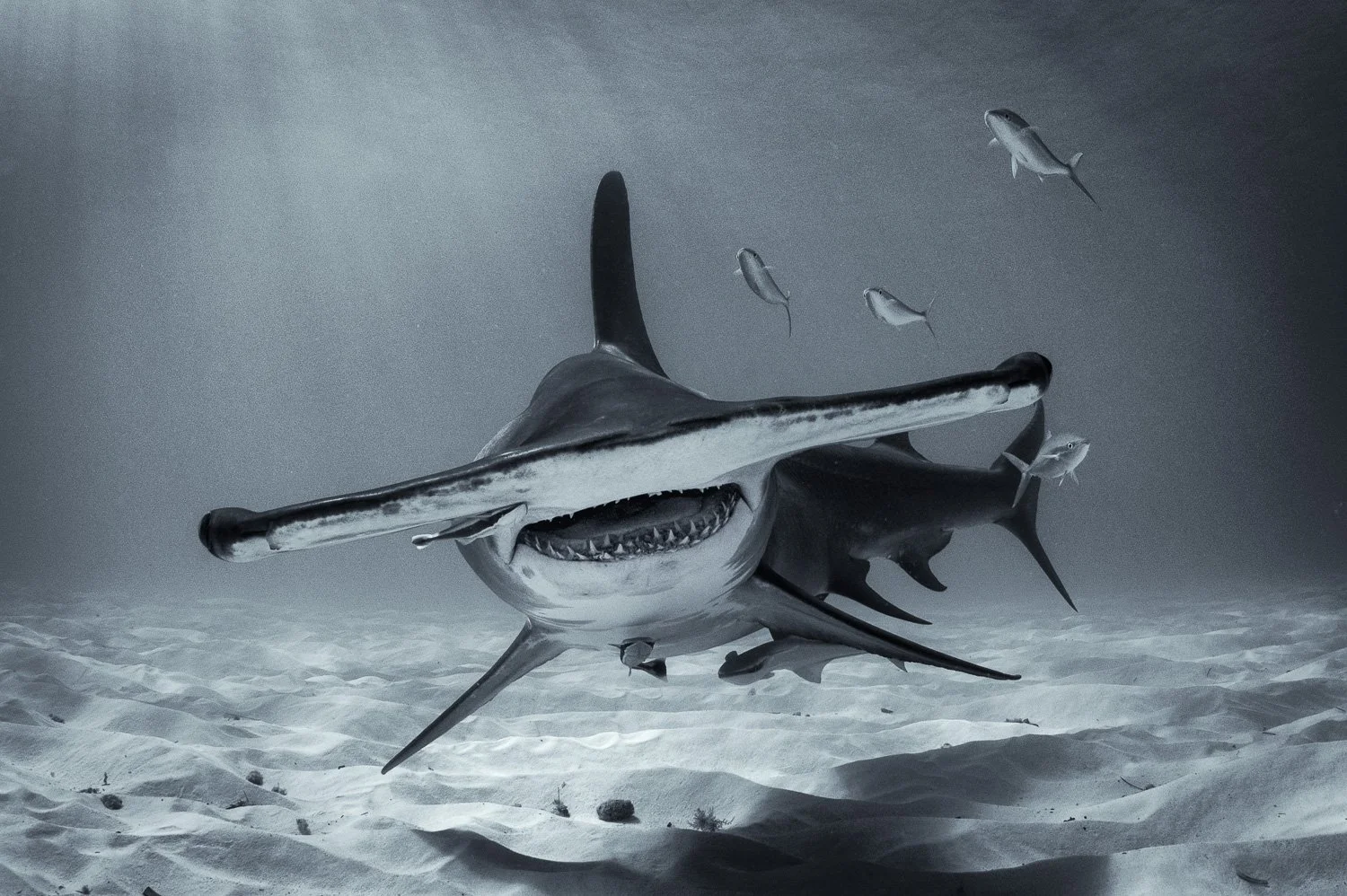 great-hammerhead-shark-underwater.jpg