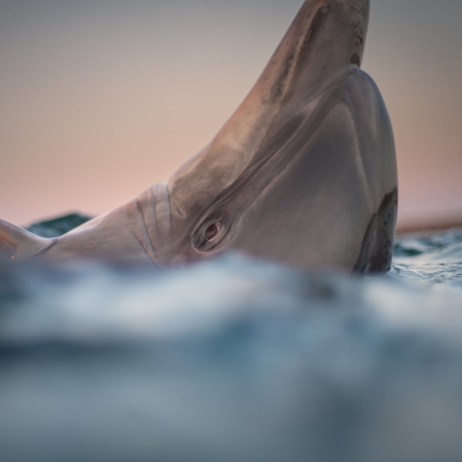 Close portrait of a solitary bottlenose dolphin surfacing at dusk, its eye catching soft pastel light as it glides through calm Atlantic water off Ireland’s west coast