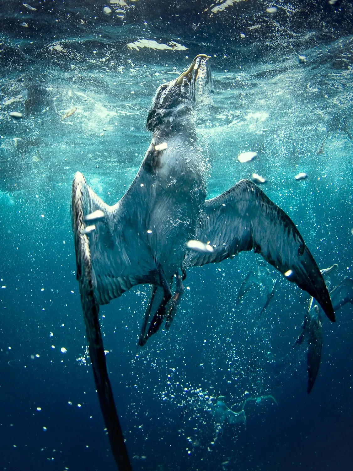 Cory's Shearwater, swimming underwater with wings outstretched and beak pointed upward.