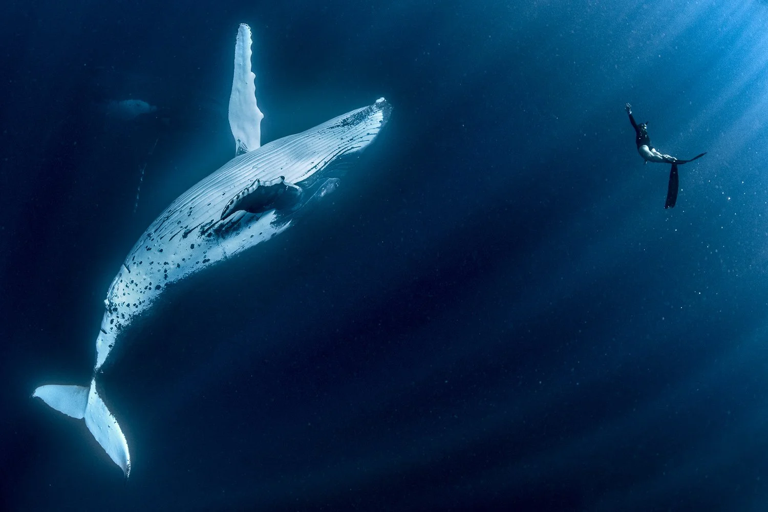 human-whale-connection-free-diver.jpg