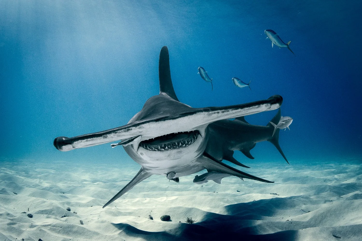 great-hammerhead-shark-bahamas-close-up.jpg