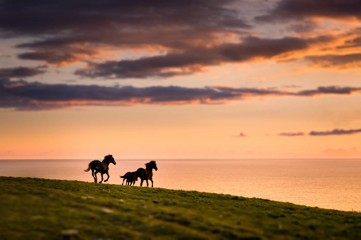 wild-running-horses-sunset-atlantic-ireland.jpg