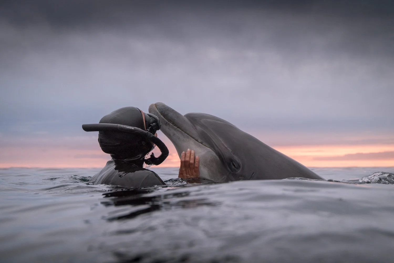 A tranquil surface scene where a dolphin Dusty rises beside a free diver beneath glowing sunset clouds over Ireland’s rugged coastline