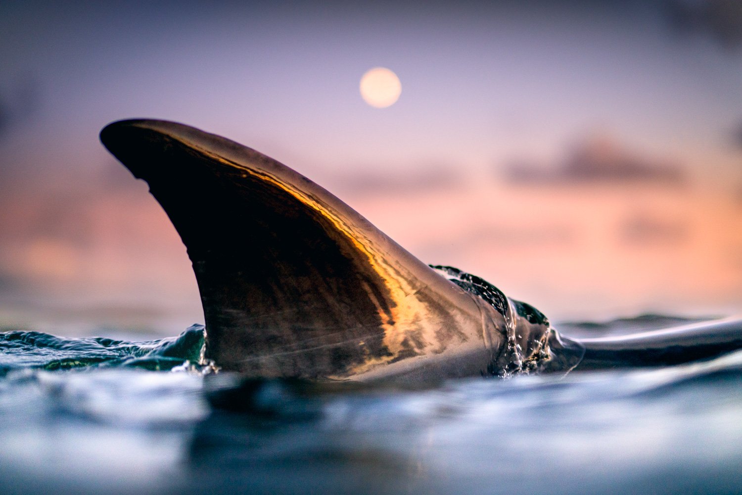 Atmospheric close-up of a bottlenose dolphin’s dorsal fin cutting through twilight water, the rising moon glowing softly above Ireland’s Atlantic horizon